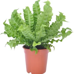 Asplénie nid-d'oiseau Asplenium 'Crispy Wave' - Vague verte déco express