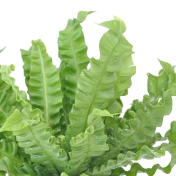 Asplénie nid-d'oiseau Asplenium 'Crispy Wave' - Vague verte déco express