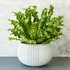 Asplénie nid-d'oiseau Asplenium 'Crispy Wave' - Vague verte déco express