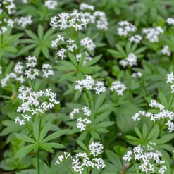 Aspérule odorante - Petit Muguet - Le tapis parfumé du sous-bois