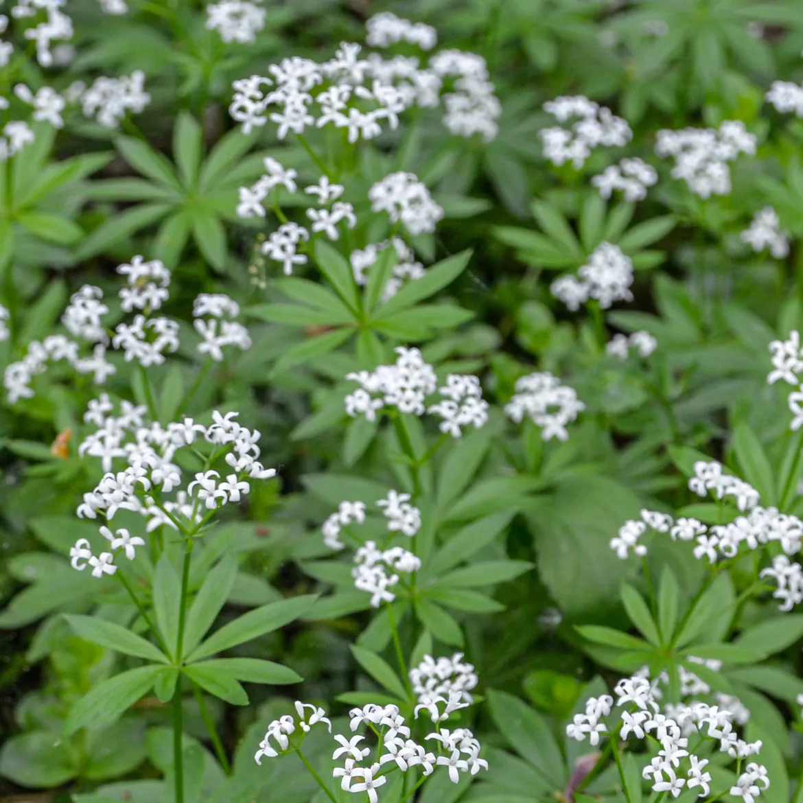 Aspérule odorante - Petit Muguet - Le tapis parfumé du sous-bois
