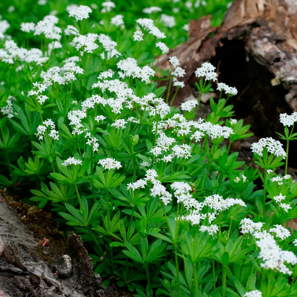 Aspérule odorante - Petit Muguet - Le tapis parfumé du sous-bois