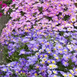 4 Aster d'automne en mélange - Le jardin fleuri en automne