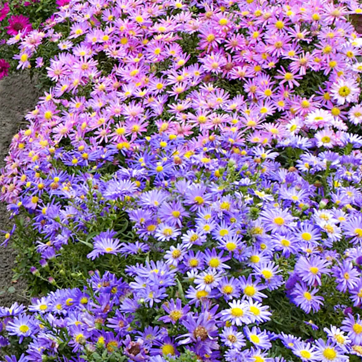 4 Aster d'automne en mélange - Le jardin fleuri en automne