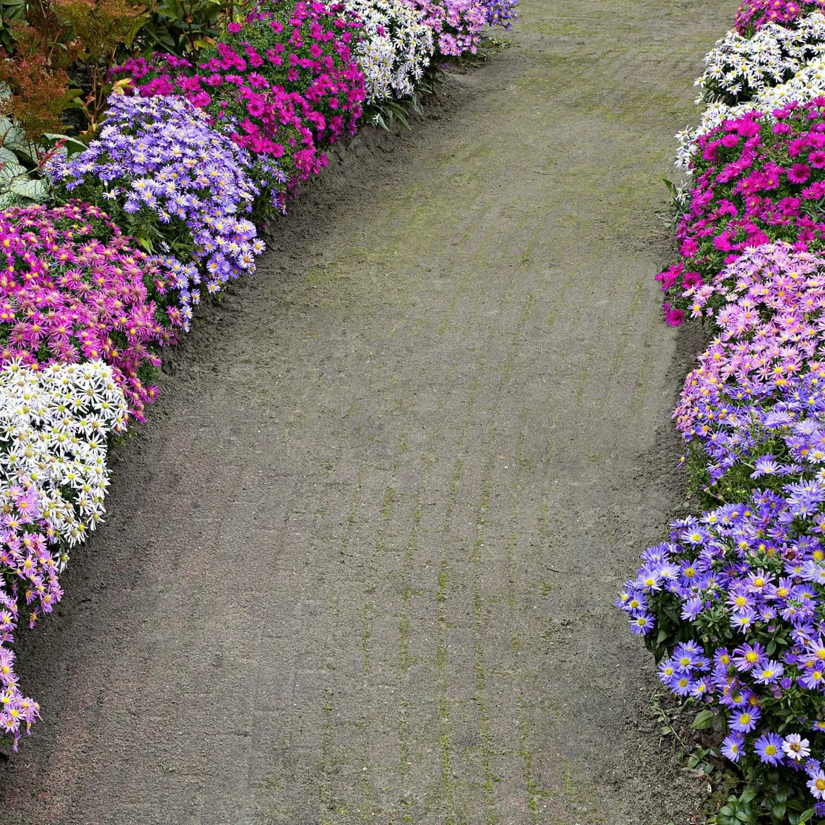 4 Aster d'automne en mélange - Le jardin fleuri en automne