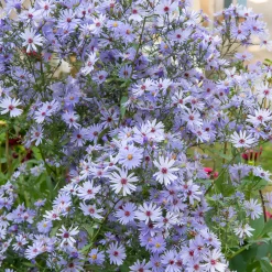 Aster d'automne Little Carlow - Un nuage bleu tout l'automne