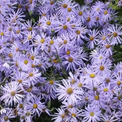 Aster de Frikart Mönch - Fleuri de juillet à octobre