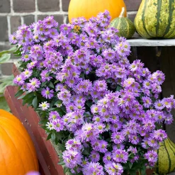 Aster de Nouvelle-Angleterre Purple Dome - Un dôme violet dès l'automne