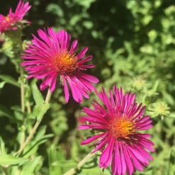 Aster de Nouvelle-Angleterre Septemberrubin - Le jardin fleuri en automne