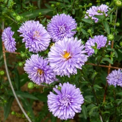 Aster de Nouvelle-Belgique Marie Ballard - Le violet qui dure jusqu'en novembre