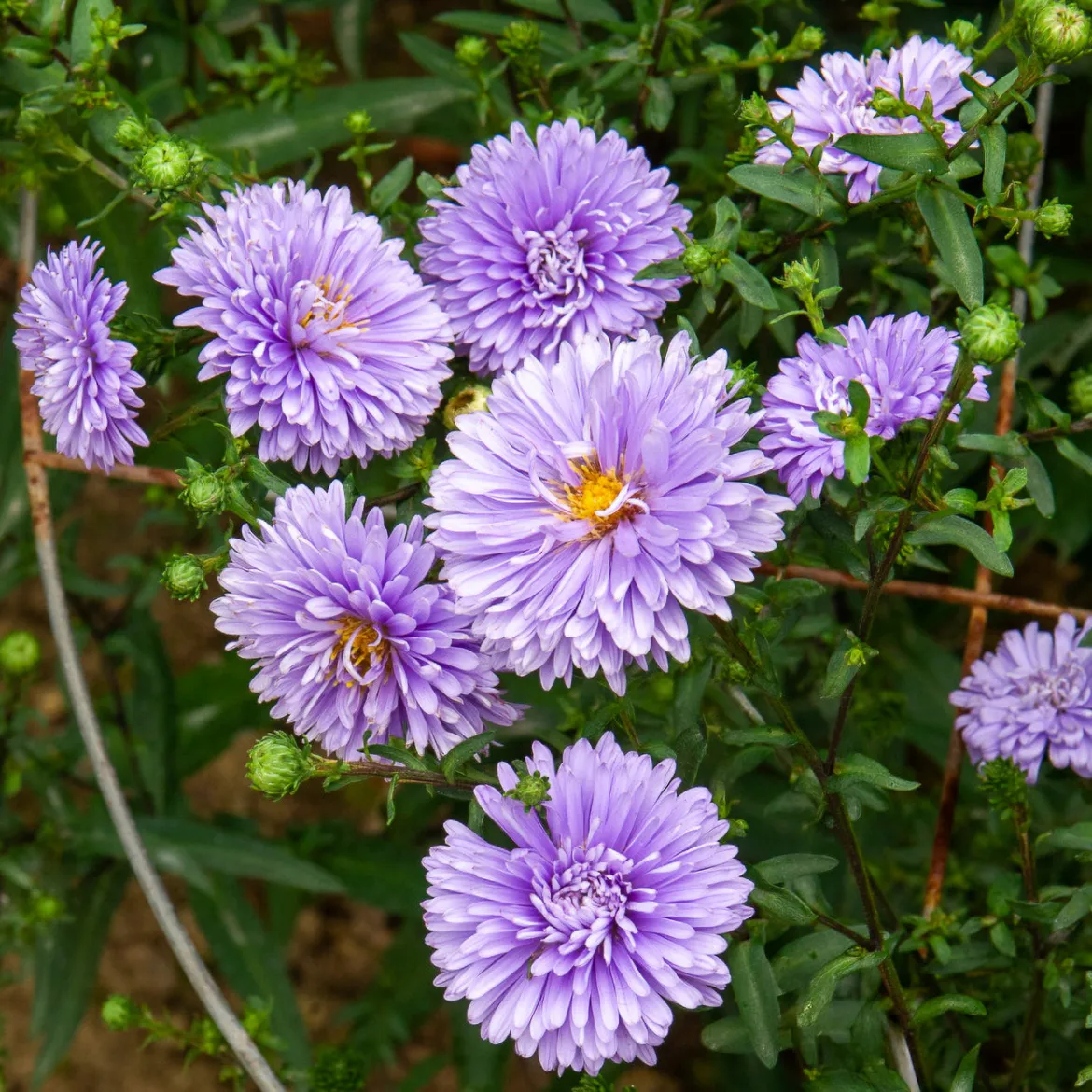 Aster de Nouvelle-Belgique Marie Ballard - Le violet qui dure jusqu'en novembre