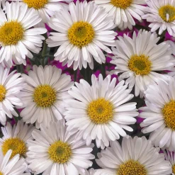 Aster des Alpes Albus - Un tapis blanc en montagne