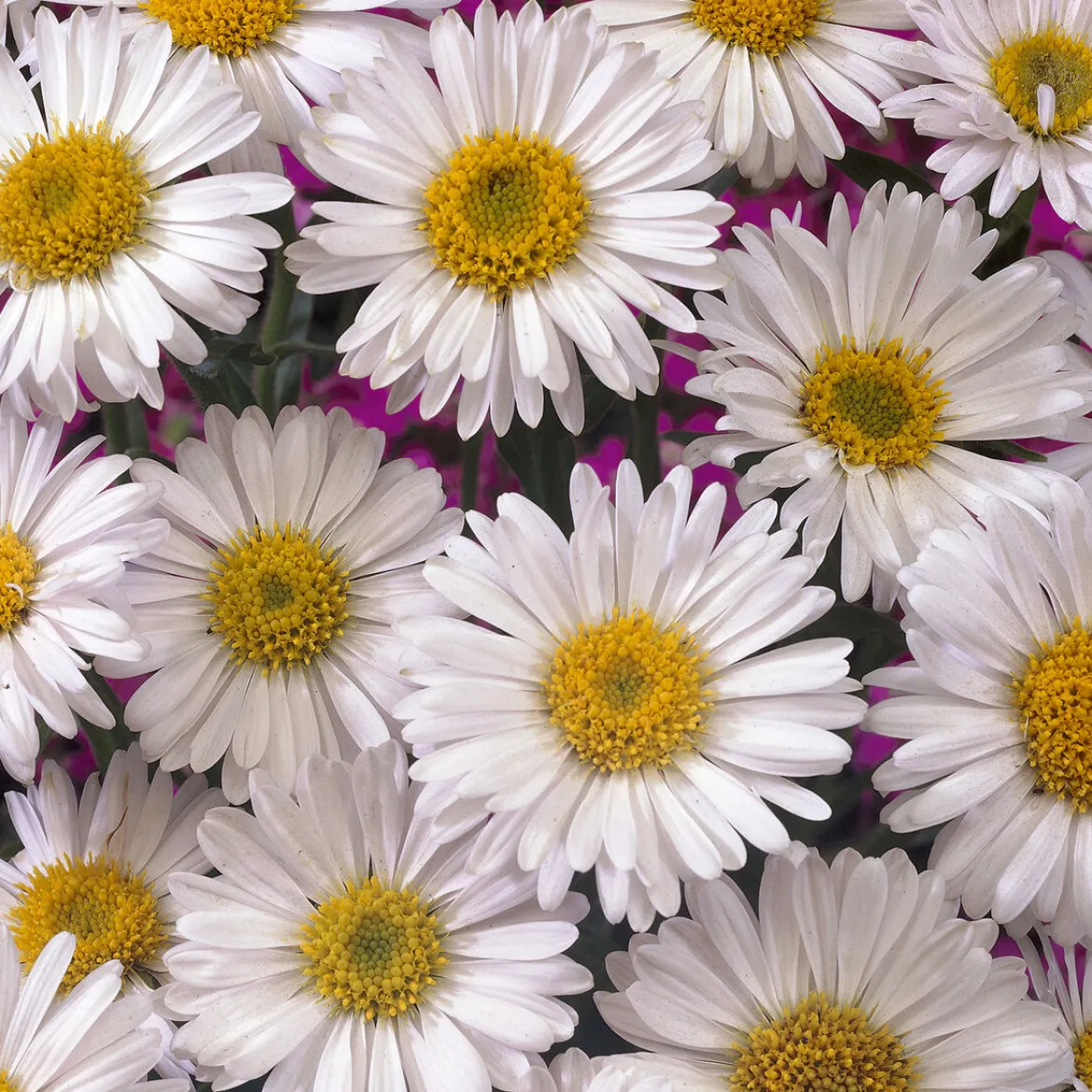 Aster des Alpes Albus - Un tapis blanc en montagne