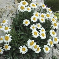 Aster des Alpes Albus - Un tapis blanc en montagne