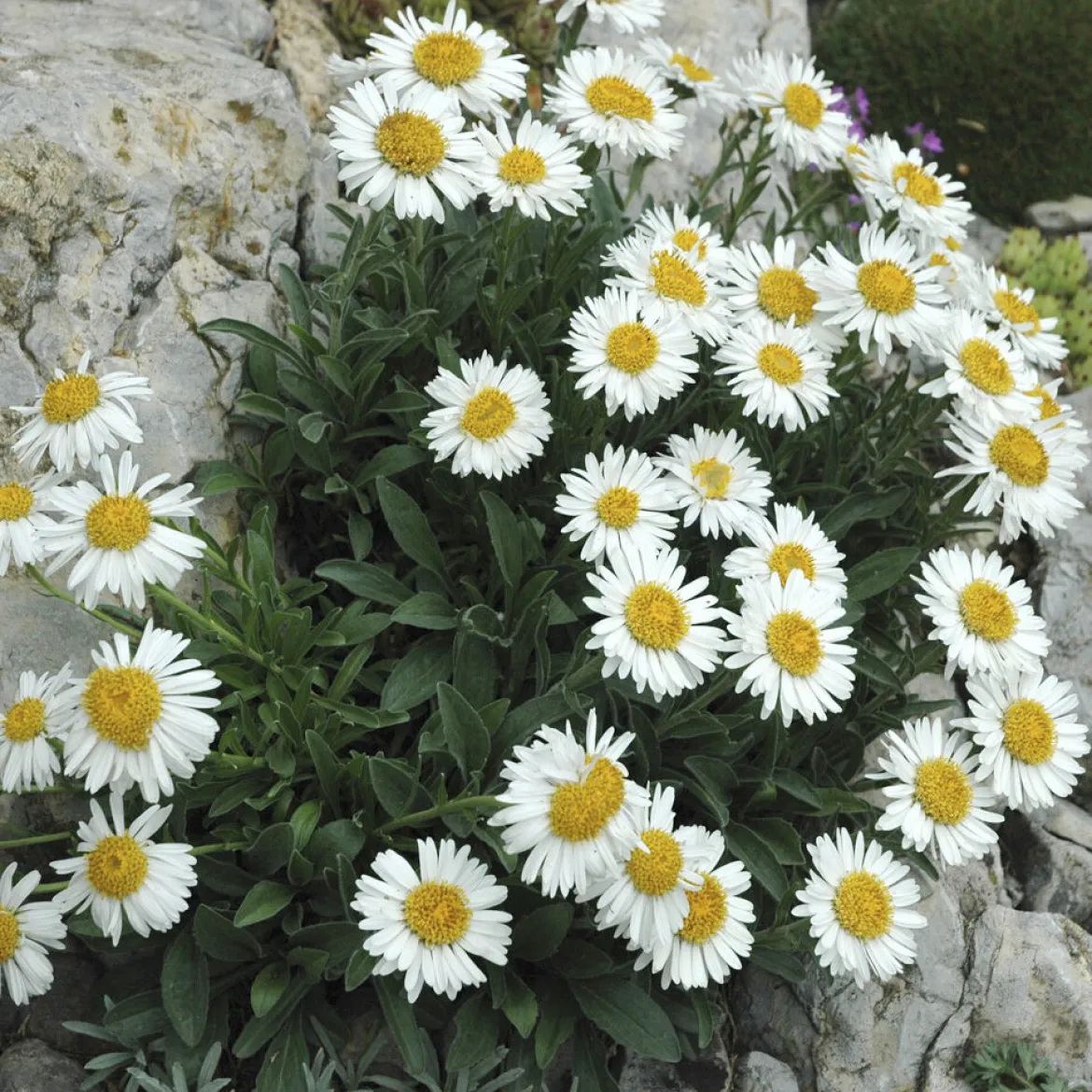 Aster des Alpes Albus - Un tapis blanc en montagne