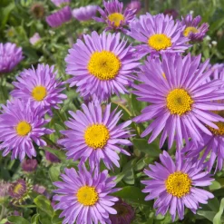 Aster des Alpes Happy End - Un tapis fleuri sans effort