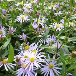 Aster des Pyrénées Lutetia - Fleurs mauves tout l'été