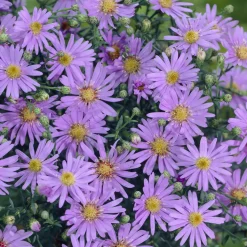 Aster ericoïdes Blue Star - L'automne se met au bleu