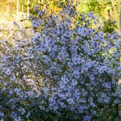 Aster géant d'automne Calliope - Un mur de fleurs en automne