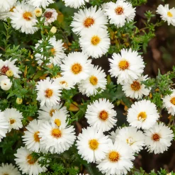 Aster grand d'automne White Lady - Un nuage blanc en automne