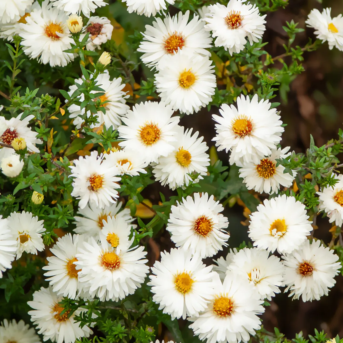 Aster grand d'automne White Lady - Un nuage blanc en automne