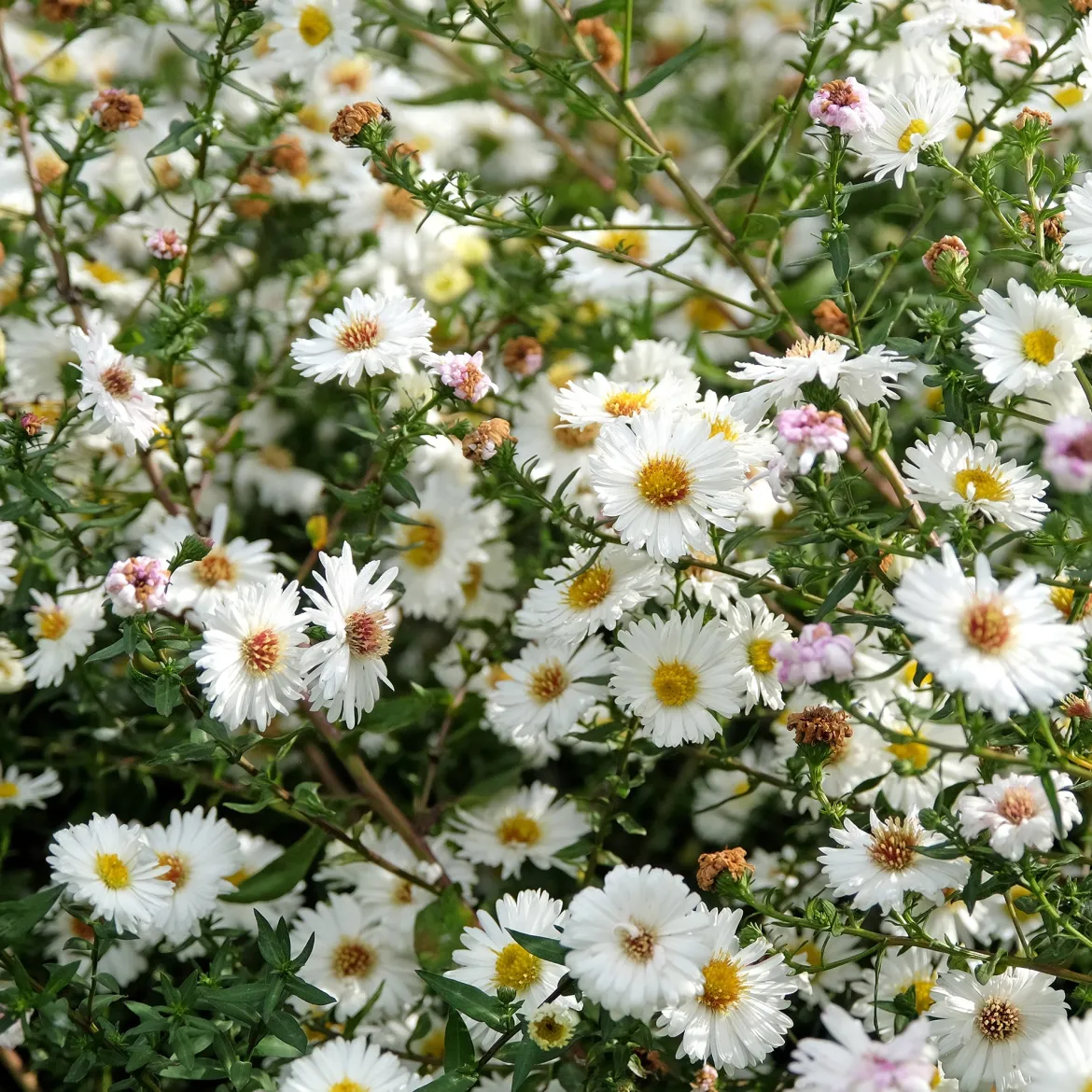 Aster grand d'automne White Lady - Un nuage blanc en automne