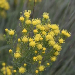 Aster linosyris - Le jaune qui résiste au sec