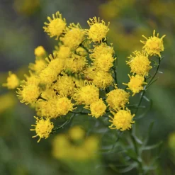 Aster linosyris - Le jaune qui résiste au sec
