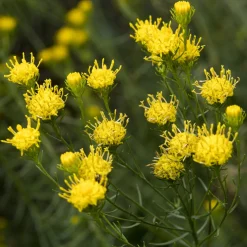 Aster linosyris - Le jaune qui résiste au sec