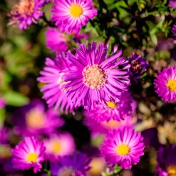 Aster nain d'automne Anneke - Un tapis fleuri en automne