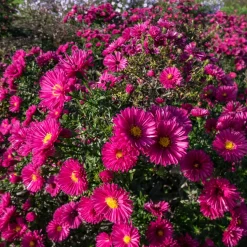 Aster nain d'automne Jenny - Un tapis fuchsia en automne