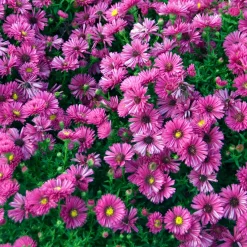 Aster nain d'automne Jenny - Un tapis fuchsia en automne
