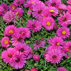 Aster nain d'automne Jenny - Un tapis fuchsia en automne