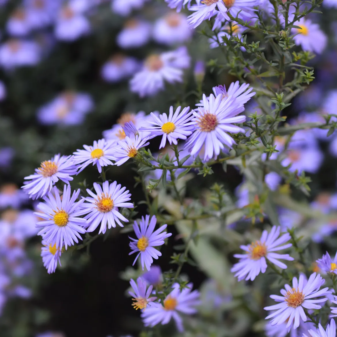 Aster nain d'automne Professor Anton Kippenberg - L'automne en fleurs violettes