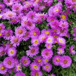 Aster nain d'automne Starlight - Le balcon fleuri jusqu'aux gelées