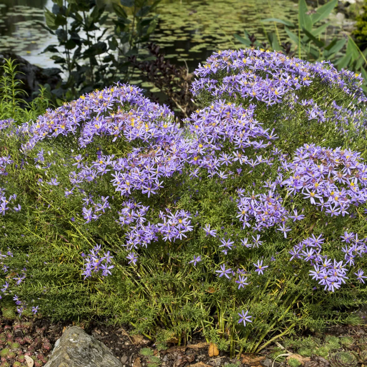 Aster nain à feuilles de sedum - Un tapis violet tout l'automne
