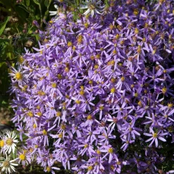 Aster nain à feuilles de sedum - Un tapis violet tout l'automne