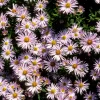 Aster nain Silberblaukissen - Un tapis bleu tout l'automne