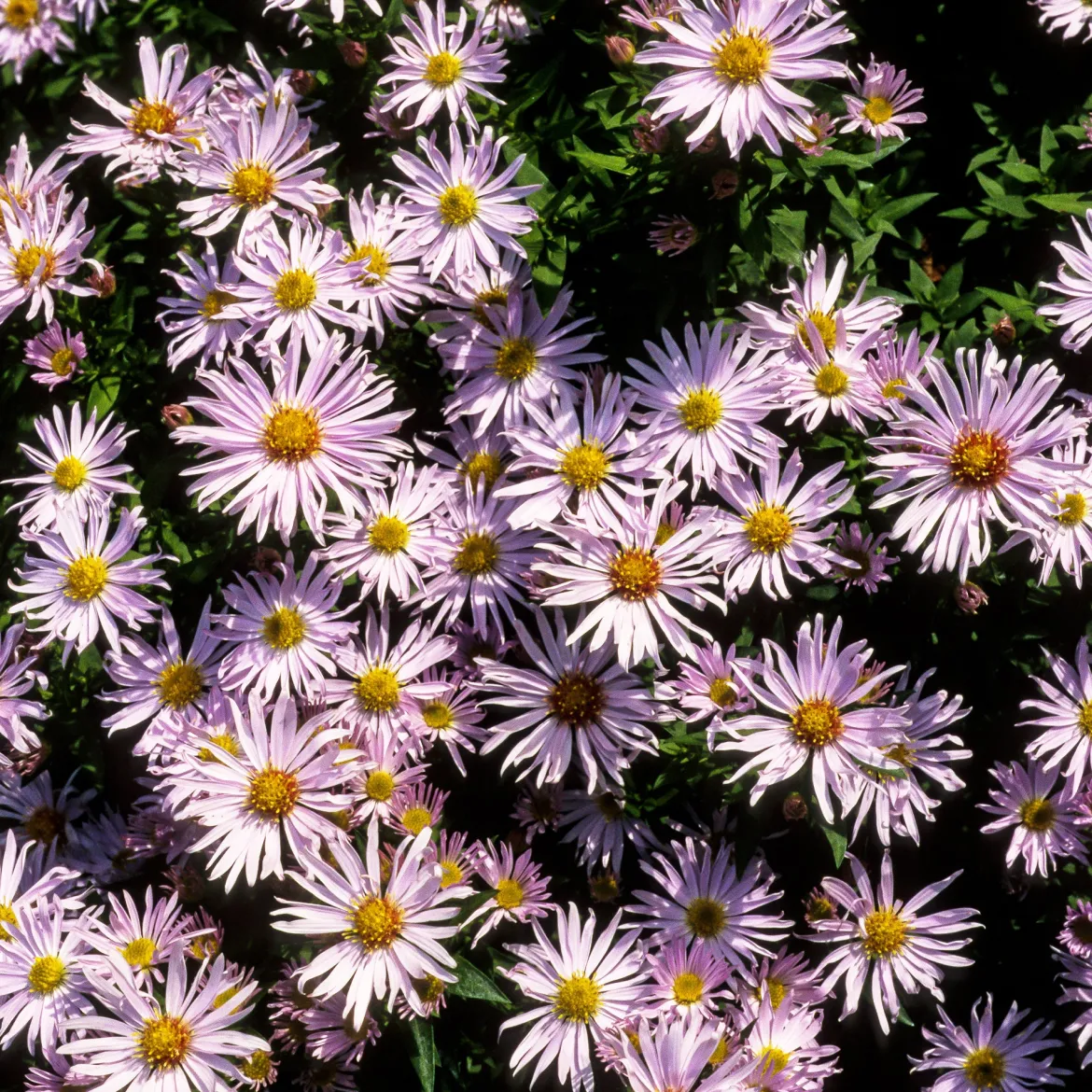Aster nain Silberblaukissen - Un tapis bleu tout l'automne