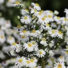 Aster nain Snowsprite - Un tapis blanc en automne