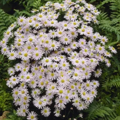 Aster nain Snowsprite - Un tapis blanc en automne
