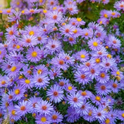 3 Asters Wood's light blue - Fleurs bleues jusqu'aux gelées