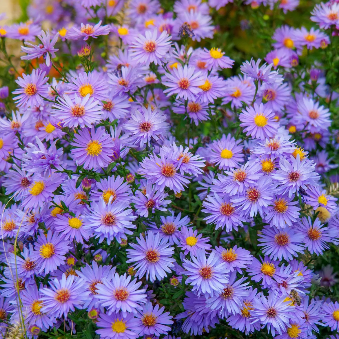 3 Asters Wood's light blue - Fleurs bleues jusqu'aux gelées