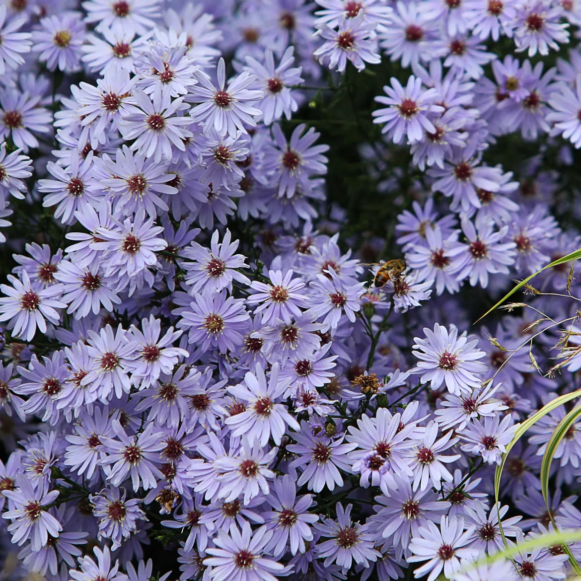 3 Asters Wood's light blue - Fleurs bleues jusqu'aux gelées