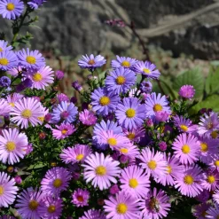 Aster vivace des Alpes en mélange - Tapis de fleurs dès juin