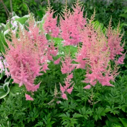 Astilbe d'Arends Anita Pfeifer - L'ombre enfin fleurie