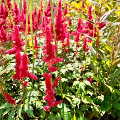 Astilbe d'Arends Fanal - Du rouge vif à l'ombre