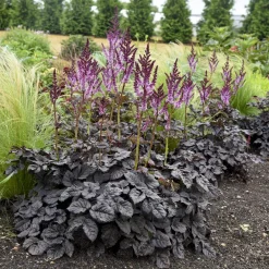 Astilbe Darkside Of The Moon® - Le feuillage noir qui illumine
