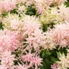 Astilbe du Japon Europa - Rose lumineux à l'ombre