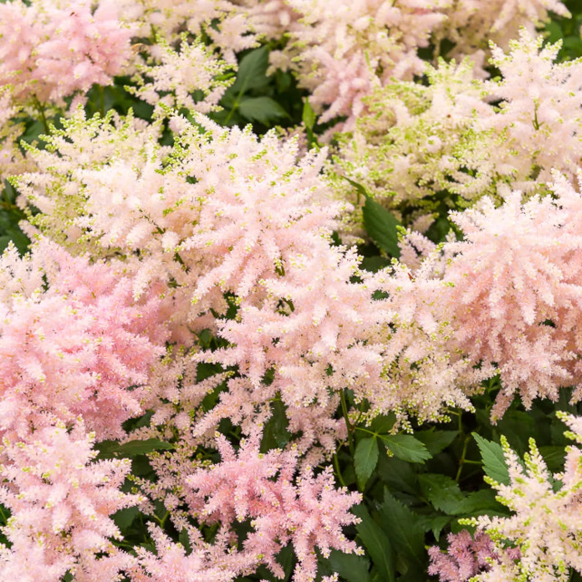 Astilbe du Japon Europa - Rose lumineux à l'ombre